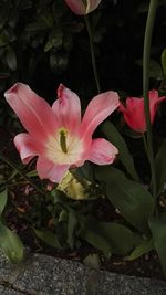 Close-up of pink flowers blooming outdoors