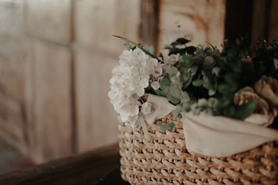 Close-up of white flowering plant