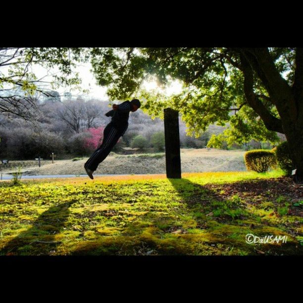 tree, full length, field, sky, nature, one animal, grass, auto post production filter, transfer print, standing, lifestyles, animal themes, park - man made space, side view, day, growth, bird, yellow