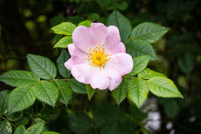 Close-up of flower blooming outdoors
