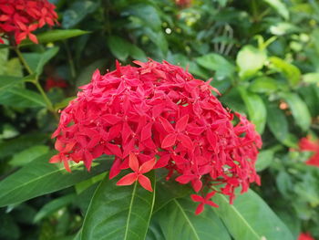 Close-up of red flowers blooming outdoors