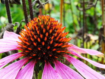 Close-up of pink flower