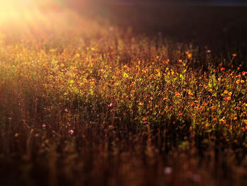 Flowering plants on field during sunset