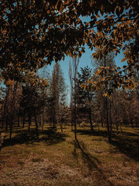 Trees on field in forest against sky