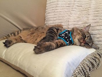 Close-up of cat lying on sofa at home