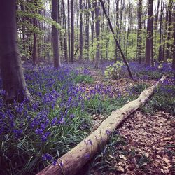 Plants growing in forest