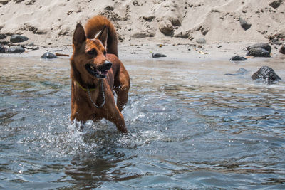 Dog playing on the beach