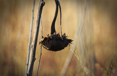 Close-up of wilted plant