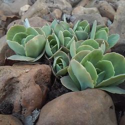 Close-up of plant growing on rock