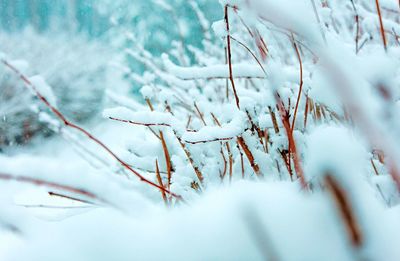 Close-up of frozen tree during winter