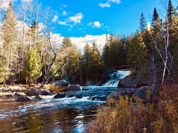 River flowing amidst trees in forest against sky