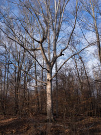 Low angle view of bare trees against clear sky