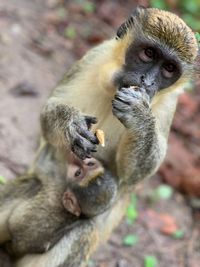 Close-up of monkey eating outdoors