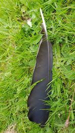 Close-up of black horse on field