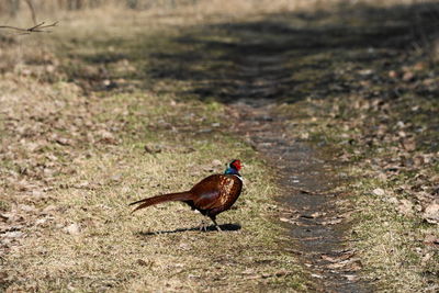 Side view of a bird on field