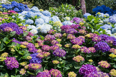 Full frame shot of purple flowering plants in park