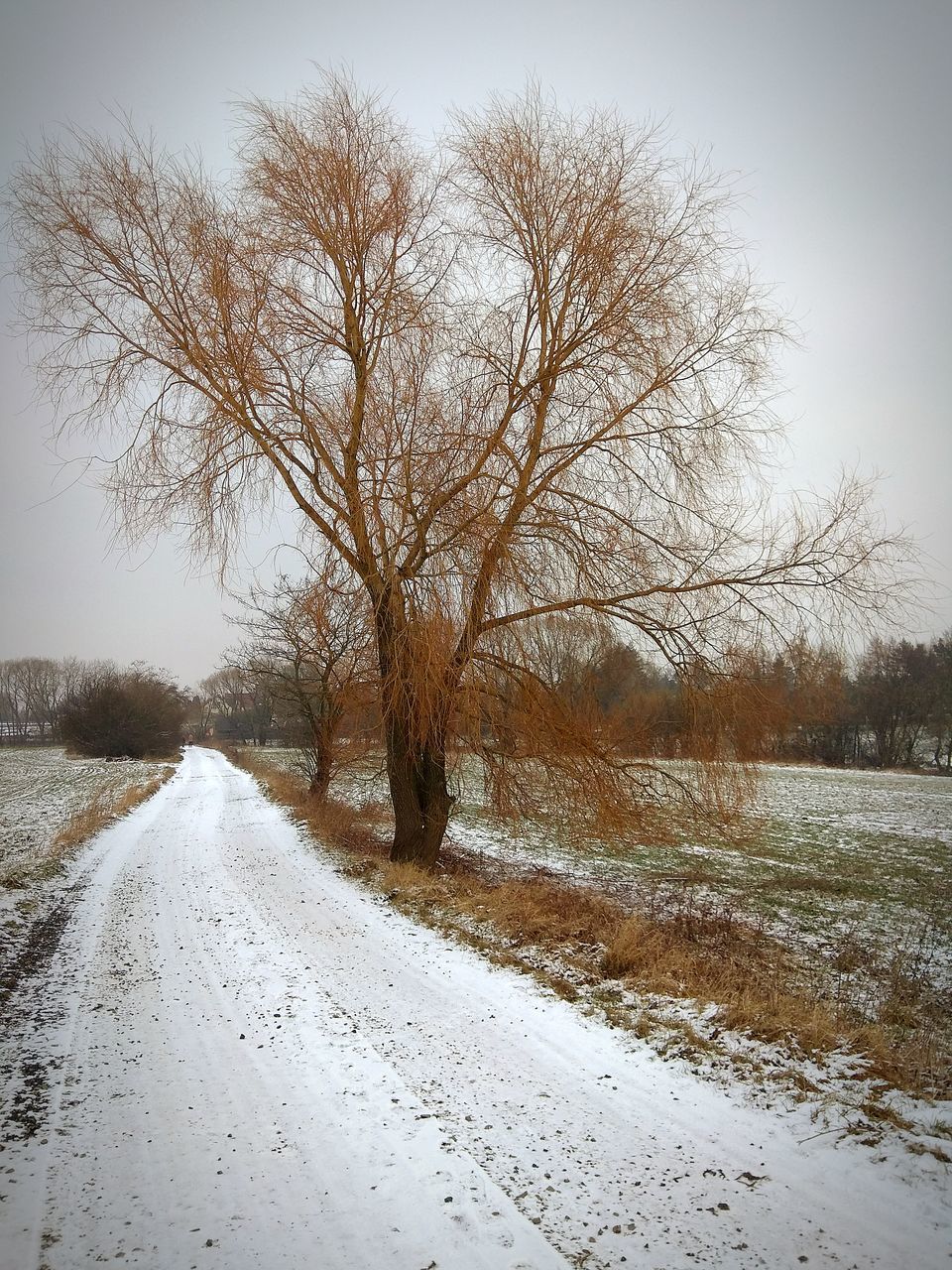 bare tree, snow, winter, cold temperature, road, nature, tranquility, outdoors, the way forward, landscape, day, scenics, tranquil scene, beauty in nature, no people, tree, sky