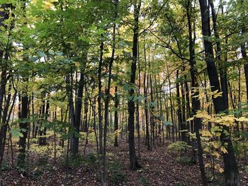 Trees in forest