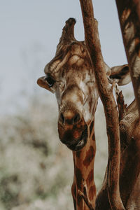 Low angle view of giraffe against sky