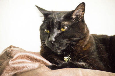 Close-up of black cat sitting on sofa at home