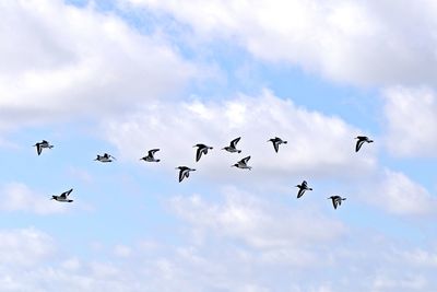 Low angle view of birds flying in sky