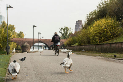 Man walking with dog on road in city