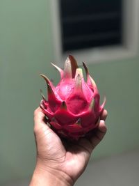 Close-up of hand holding pink flower