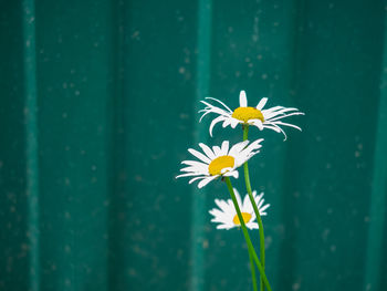 White daisies on the background of a turquoise fence on a summer sunny day