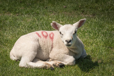 Portrait of sheep relaxing on field