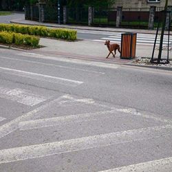 Dog on road