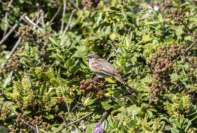 Bird perching on a plant