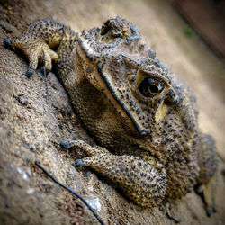 Close-up of a lizard