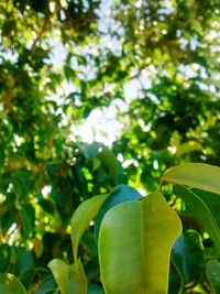 Close-up of leaves on tree