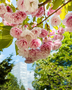 Close-up of pink flowers