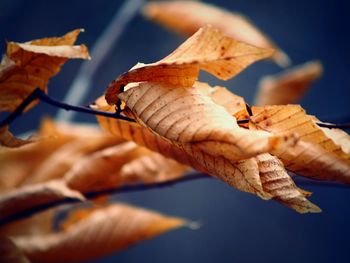 Close-up of dry maple leaf against sky