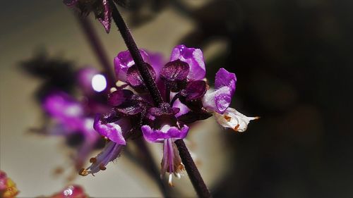 Close-up of purple flowers blooming outdoors