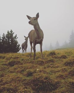 Horses standing in field