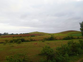 Scenic view of grassy field against cloudy sky