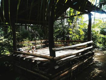 Plants in greenhouse