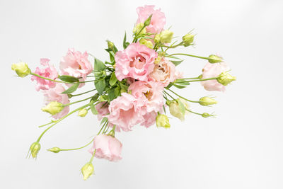 Close-up of pink roses against white background