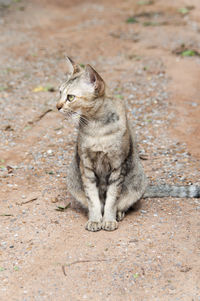 Tabby cat sitting on dirt road