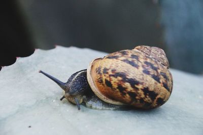 Close-up of snail