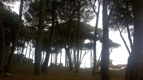 Trees in forest against sky