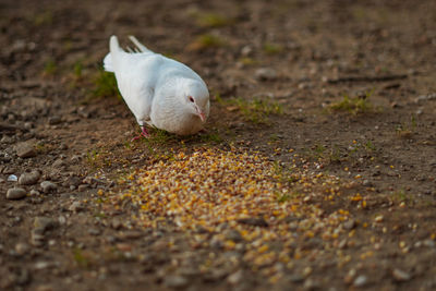 Close-up of a bird on field