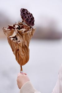 Close-up of human hand holding dry leaves