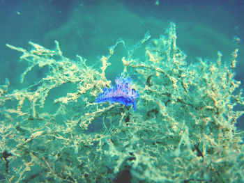 Close-up of jellyfish on purple sea