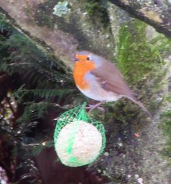 Close-up of fish swimming in water