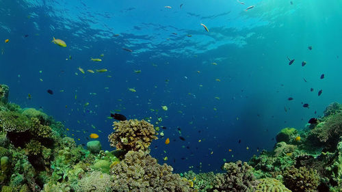 Colorful tropical coral reef. hard and soft corals, underwater landscape. philippines.