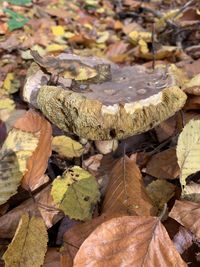 High angle view of mushrooms growing on field