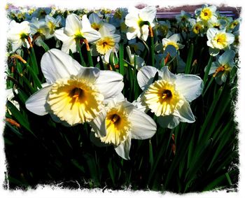 Close-up of white daisy flowers